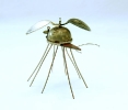 dicranomyia-ligula-argentum-silberne-loffelstechfliege